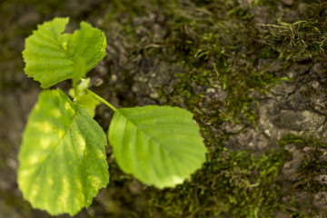 Fototapeta premium Defocused green leaves with field of grass