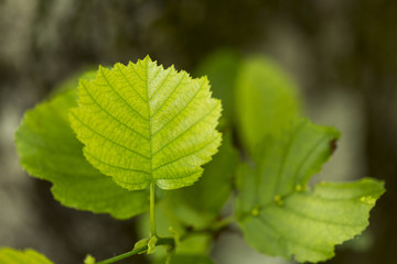 Flat lay plant leaves with blurred background
