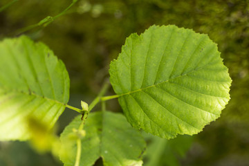 Close-up leaves with blurred background outdoors