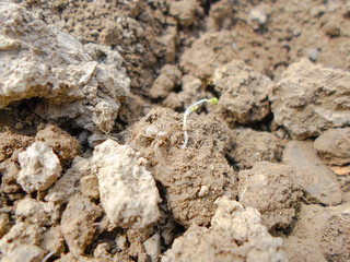 Background soil texture and gray spider on the ground. Top view. Loose earth.
