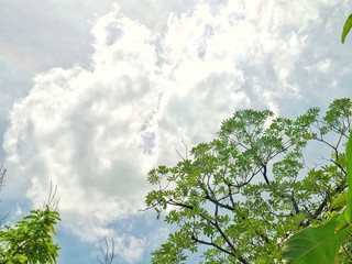 tree and blue sky