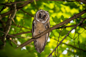 Young long-eared owl (Asio otus) in the forest on a tree. Kaluzhskiy region, Russia