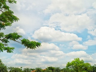 trees and blue sky