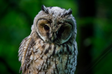 Young long-eared owl (Asio otus) in the forest on a tree. Kaluzhskiy region, Russia