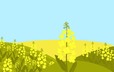 Canola flower. Rapeseed grows in a meadow