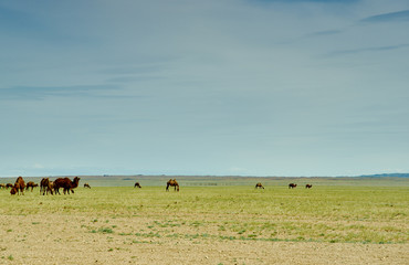 Bactrian or two-humped camel