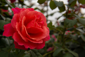 赤いバラ3 red rose