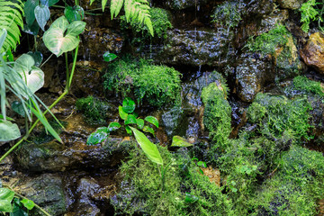 Tropical plants on the background of water flowing down the stones