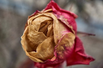 una rosa marchita en invierno