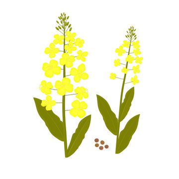 Canola flower. Rape plant and seed vector illustration.