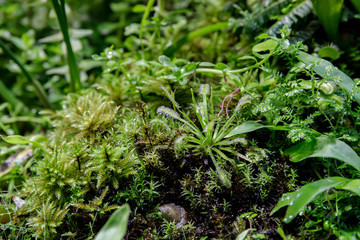 The most famous of the carnivorous plants is dionea flytrap Dionaea muscipula or Venus flytrap.