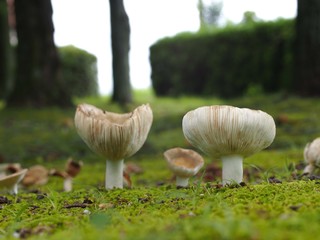 ハツタケの群生