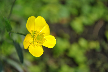 Blooming flower of yellow Caltha (buttercup) with green leaves blurry background, close up detail side view
