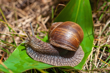 Big snail crawls on a leaf