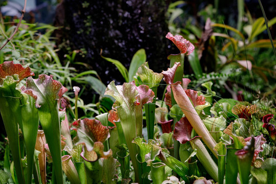 Sarracenia. Exotic flower. Carnivorous pitcher plants