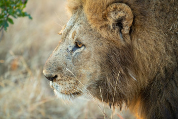 Fototapeta na wymiar Large male lion lion patrolling his territory.