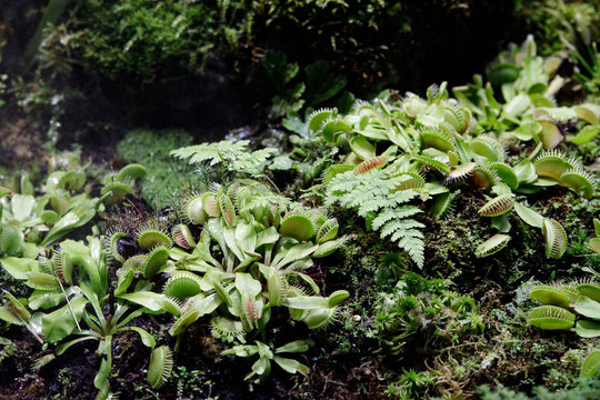 The most famous of the carnivorous plants is dionea flytrap Dionaea muscipula or Venus flytrap.