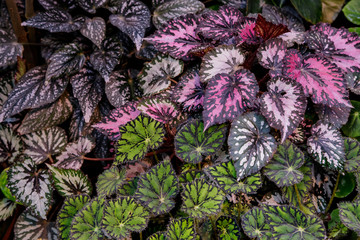 Multi-colored begonia leaves of different types