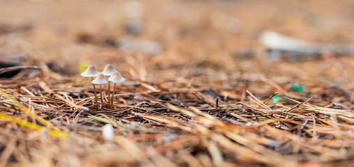 Close-up Mushrooms in a Pine Forest Plantation in Tokai Forest Cape Town
