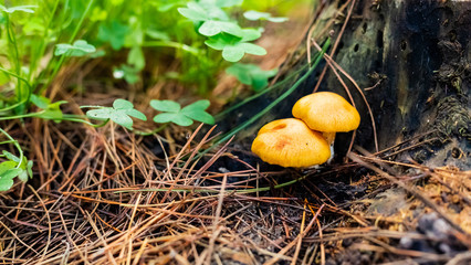 Close-up Mushrooms in a Pine Forest Plantation in Tokai Forest Cape Town