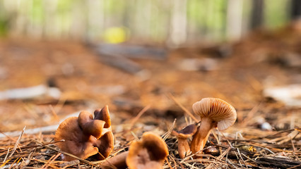 Close-up Mushrooms in a Pine Forest Plantation in Tokai Forest Cape Town