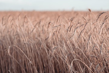 Wheat beards in wheat field summer time.