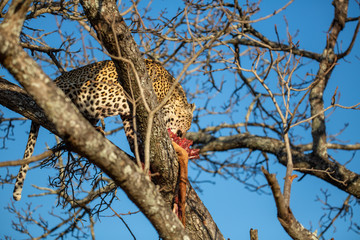 Two large male leopards having a stand off, one at the bottom of a tree and one at the top of the tree with a kill.