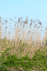 Detail of a cane field in the countryside of rovigo, this typical vegetation of the area grows very close to the rivers
