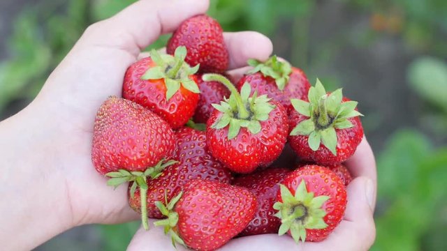 Children's hands hold ripe juicy strawberries. Healthy food, organic food and drink concept.