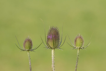 Inflorescence of a wild cardiac thistle