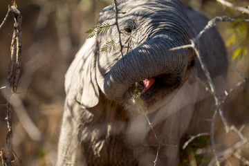 Elephant herd feeding in and around the backs of a river system