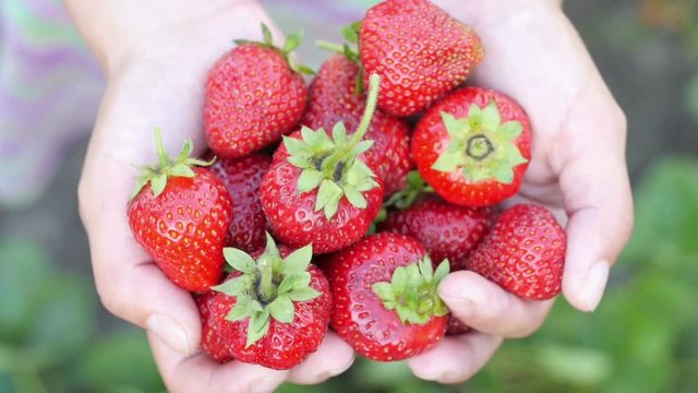 Children's hands hold ripe juicy strawberries. Healthy food, organic food and drink concept.
