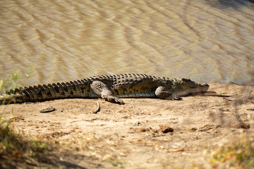 Crocodile sunning herself on the banks of a watering hole.