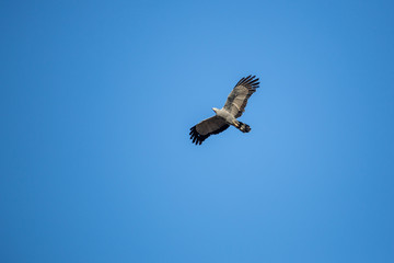 Obraz premium African Harrier hawk flying in the sky.