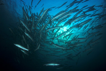 Barracuda fish underwater in ocean 
