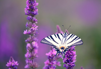 Beautiful butterfly Iphiclides podalirius  on lilac flowers. Artistic tender photo. Soft selective focus.
