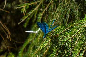 Ważka ważki motyl owad las gałąź drzewa © Dariusz