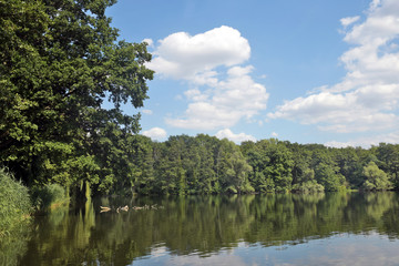 Fototapeta premium weidenbäume