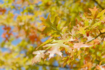 yellow autumn leaves at the tree