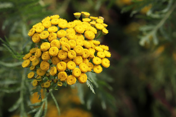 Tansy flowers blooming on a summer meadow. Tanacetum vulgare, wild yellow flower close up, medicinal plant