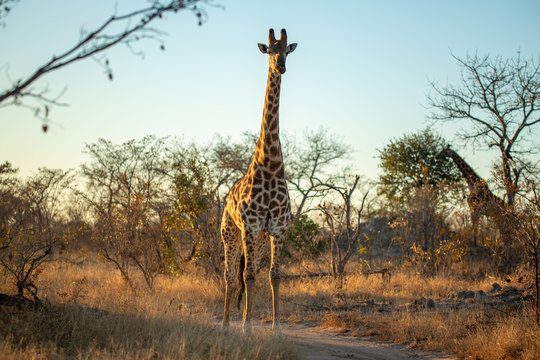 Giraffe bulls forming a little bachelor grouping