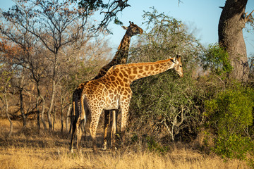 Giraffe bulls forming a little bachelor grouping