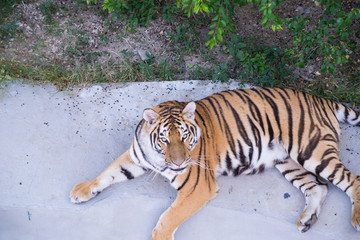 Obraz premium big adult tiger lying on the ground