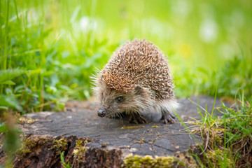 Cute common hedgehog on a stump in spring or summer forest during dawn. Young beautiful hedgehog in natural habitat outdoors in the nature. © DenisNata