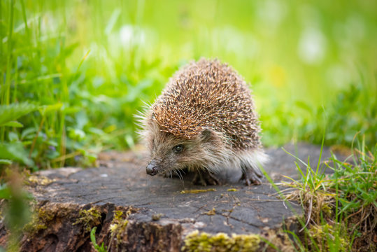 Cute common hedgehog on a stump in spring or summer forest during dawn. Young beautiful hedgehog in natural habitat outdoors in the nature.