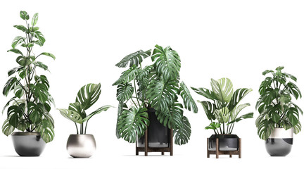 Monstera in a pot on a white background © Yurii