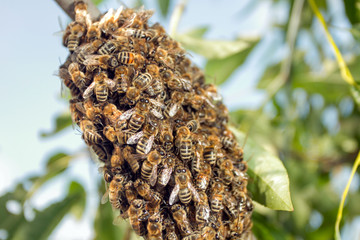 Bees making temporary hive