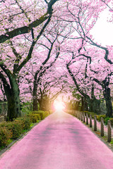 Lighting at the destination Walking path under the beautiful sakura tree or cherry tree tunnel in Tokyo, Japan