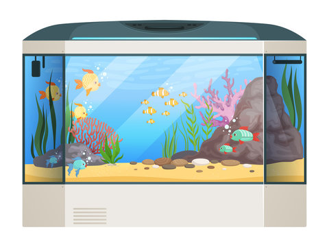 Big aquarium. Fishes and water plants in glass aquarium tank underwater life vector cartoon illustration. Aquarium tank with golden fish, colorful exotic fishbowl