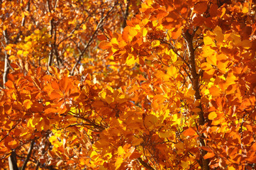 Autumn leaves close-up. Bright orange colors and sunrays. For wallpaper or background